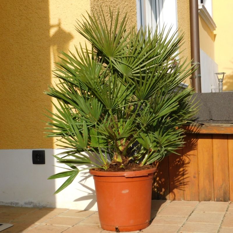 Zwergpalme "Chamaerops Humilis" 100-120cm hoch winterhart in Oberhausen