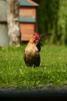 Zwerghahn (Serama) Huhn Nordrhein-Westfalen - Arnsberg Vorschau