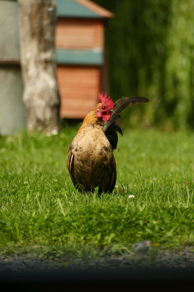 Zwerghahn (Serama) Huhn in Arnsberg