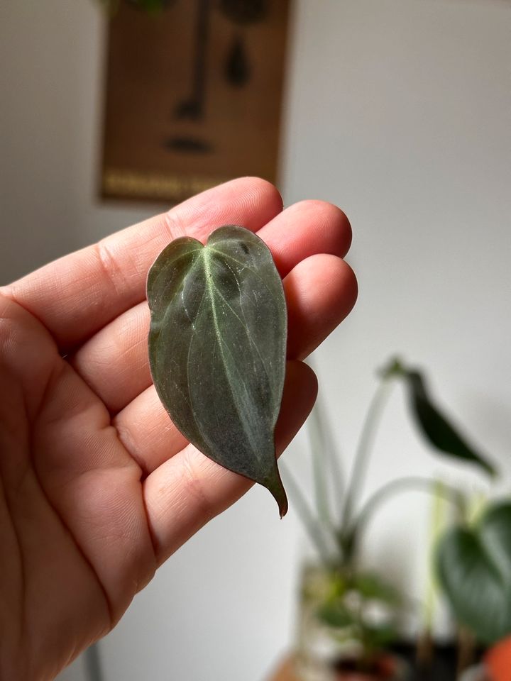 philodendron scandens micans Ableger in Darmstadt