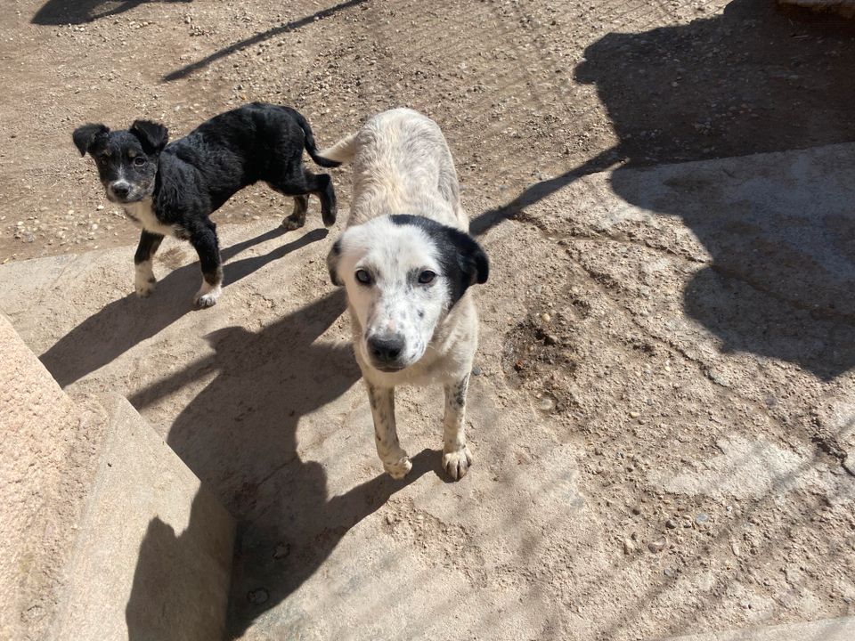 NINA ++ sanft, zutraulich, verschmust, gelehrig in Limburg