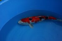 Koi Japankoi Sanke 54cm Baden-Württemberg - Aalen Vorschau