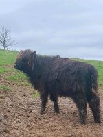 Schottisches Hochlandrind (Värse) Nordrhein-Westfalen - Lindlar Vorschau