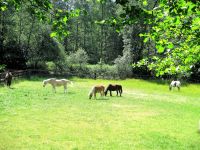 Reiterferien, Reitcamp, Kinderreiterferien 2024 Bayern - Weißenstadt Vorschau