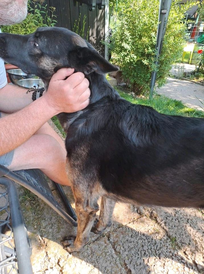 Tierschutz: bezaubernde Cloe sucht ihr Zuhause in Merchweiler