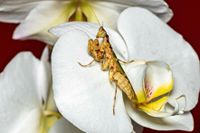 Asiatische Blütenmantide Gottesanbeterin Creobroter Gemmatus Hessen - Herleshausen Vorschau