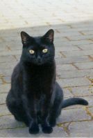 Schwarze Katze vermisst / 15907 Lübben/Spreewald Brandenburg - Lübben Vorschau