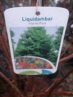 Amberbaum Liquidambar styraciflua  100/125 im 5 Liter  Topf Schleswig-Holstein - Böel Vorschau