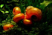 Orange Rote Posthornschnecke - Planorbella duryi duryi Bayern - Erlangen Vorschau