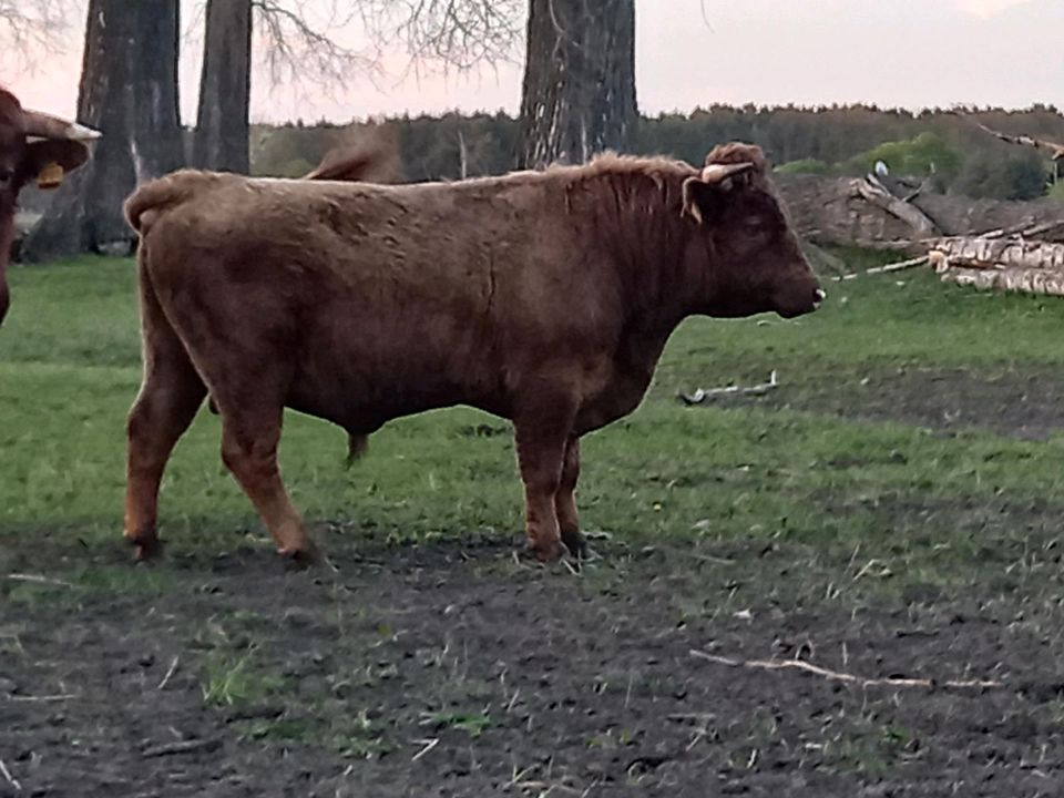 Dexter Färse in Kloster Lehnin