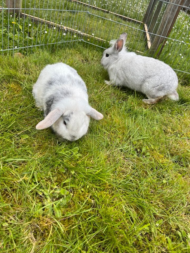 Kaninchen/Hasen in Lohr (Main)