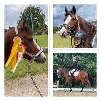 Dressurpony Kinderpony Turnierpony Reitpony Stute Mädchentraum Niedersachsen - Rotenburg (Wümme) Vorschau