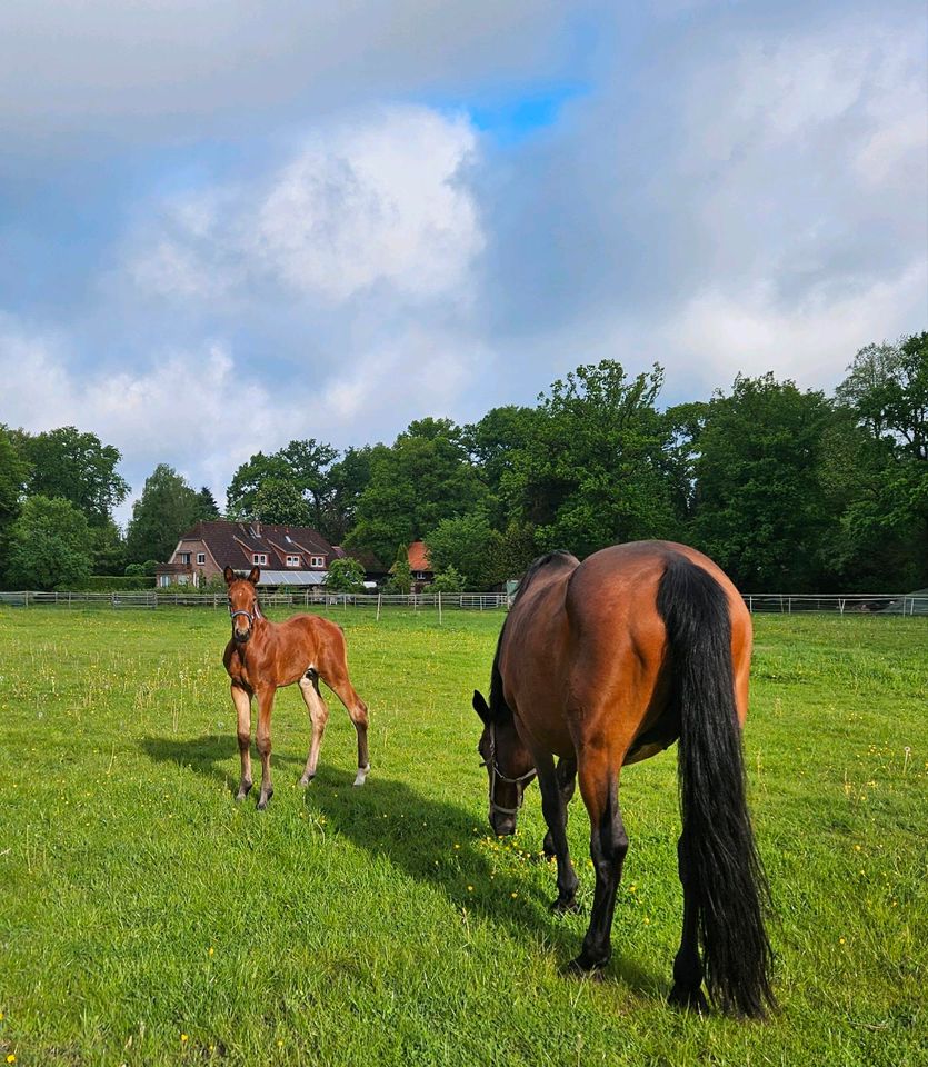 Hengstfohlen Hannoveraner Dressurpferd Springpferde in Visselhövede