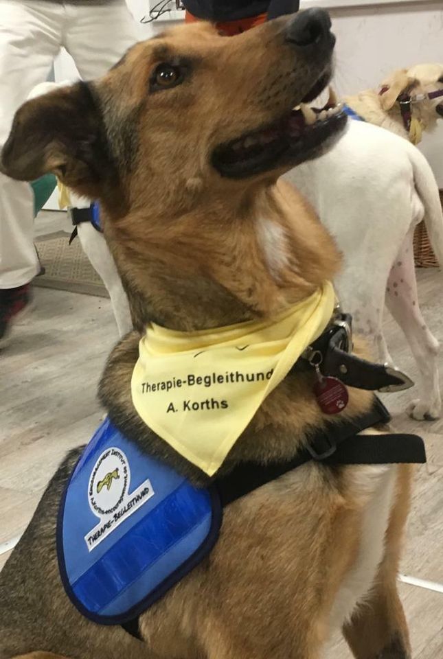 Hundeschule Therapie-Begleittier-Team in Augsburg