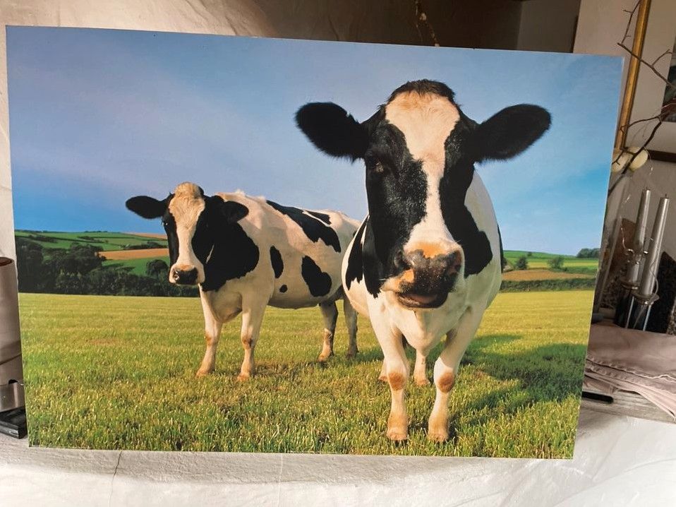 Kuhbild im Allgäu, nur Abholung! in Buxheim Memmingen