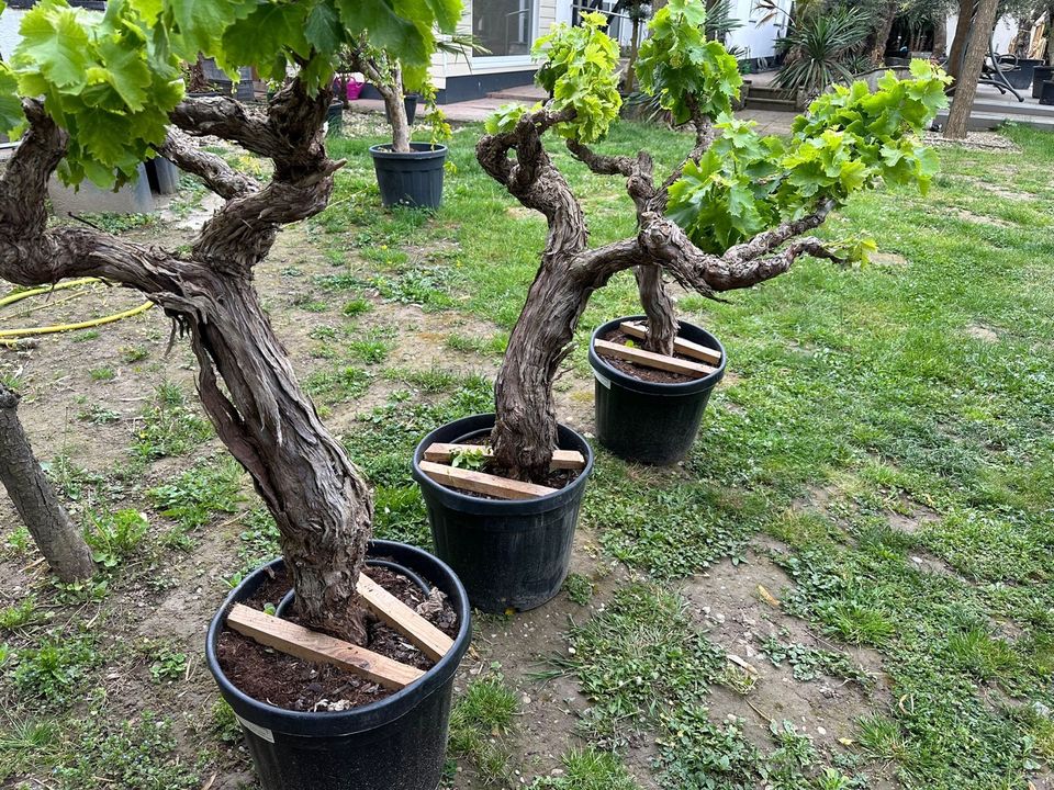 Alte spanische Weinreben in Wimsheim