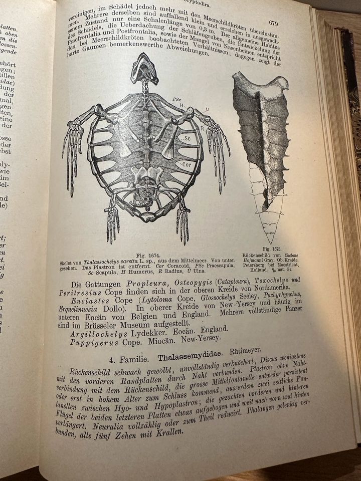 Grundzüge der Palaeontologie. Karl von Zittel, 1895 in Mahlberg