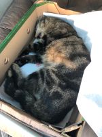 Besitzer gesucht ❗️10.05. ca. 20:15 Katze überfahren Hessen - Dautphetal Vorschau