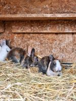 Dalmatiner Rexe dreifarbig Kaninchen Niedersachsen - Warmsen Vorschau