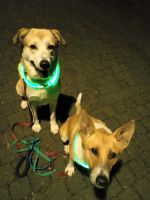 LED Hundehalsband ( NEW) USB Nordrhein-Westfalen - Uedem Vorschau