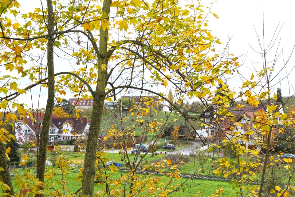 Sonniges Grundstück am Südhang in Ortsrandlage mit grandiosem Ausblick in Leinsweiler