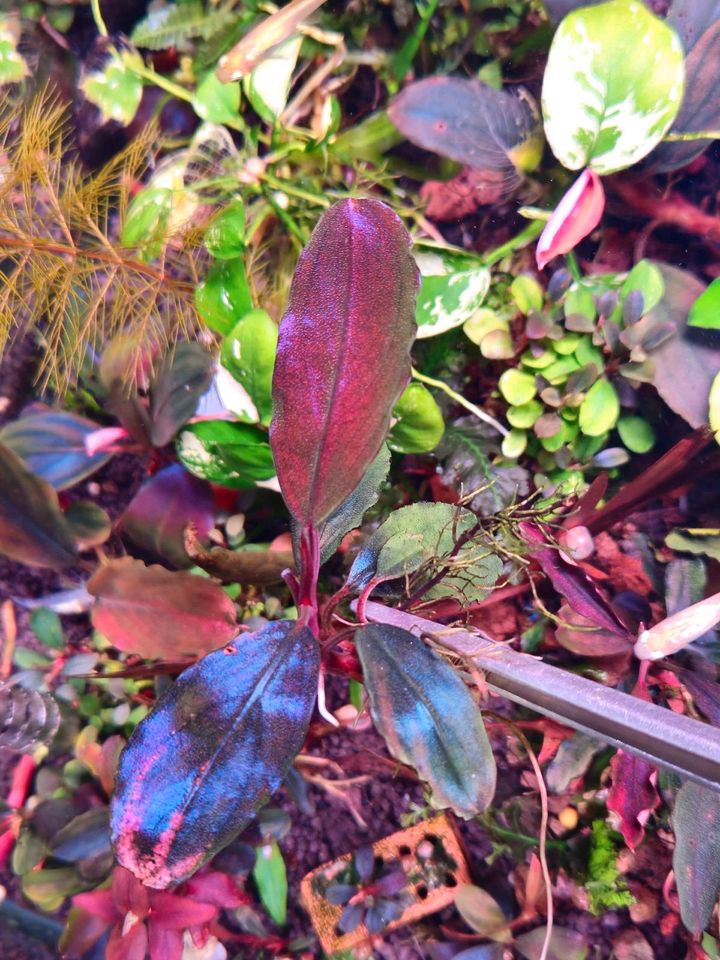 New ⭐❤ Hellfire ❤⭐ BUCEPHALANDRA Aquarium Garnelen Nano in Freiburg im Breisgau