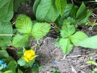 2x Ziererdbeere Scheinfrucht Blüte gelb Bodendecker bio Peine Niedersachsen - Peine Vorschau