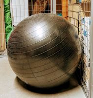 Exercise ball mit Luftpumpe Hamburg-Nord - Hamburg Eppendorf Vorschau