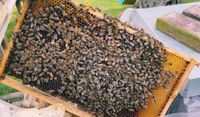 Bienenvölker auf DNM Nordrhein-Westfalen - Merzenich Vorschau
