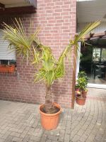 Palme trachycarpus fortunei Niedersachsen - Neuenkirchen - Merzen Vorschau