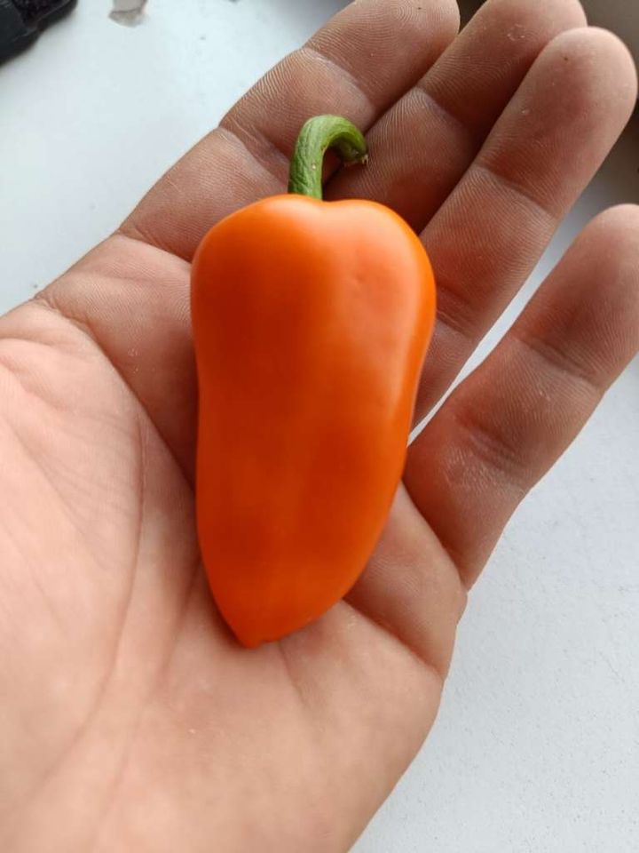 Oranger Snackpaprika Hamik Paprika Bio Samen - süß aromatisch in München