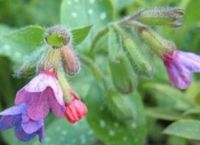 Lungenkraut Frühjahr Staude Bienenfleiß Bauerngarten blau rosa Brandenburg - Teltow Vorschau