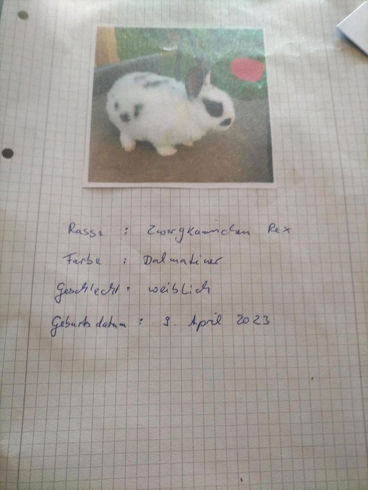 Hasen, Hasenstall Zubehör sind geimpft in Hohenfelde bei Kiel