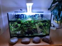 2 x Aquarium Nano Cube 30l Thüringen - Ruhla Vorschau