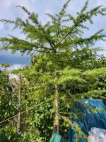 Ziertanne, Gartenbonsei im xxl Topf Rheinland-Pfalz - Alzey Vorschau