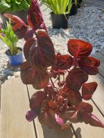 wunderschöne weinrote Zimmerpflanze Thüringen - Windischleuba Vorschau