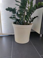 Pflanztopf Pflanzkübel Blumentopf creme beige Natur Porzellan Nordrhein-Westfalen - Alsdorf Vorschau