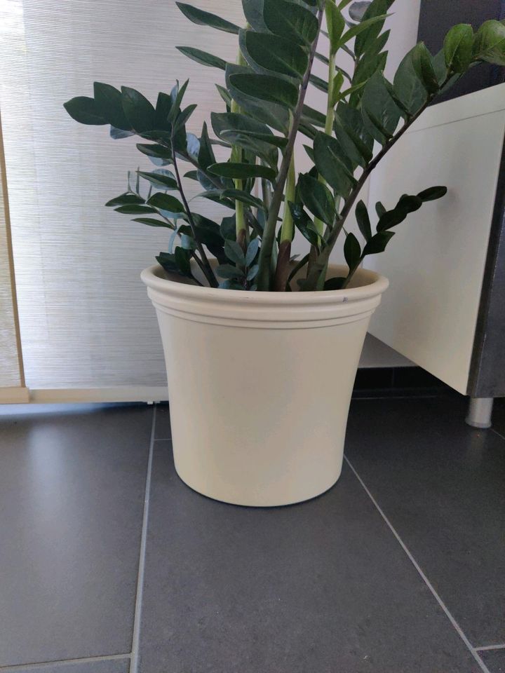 Pflanztopf Pflanzkübel Blumentopf creme beige Natur Porzellan in Alsdorf