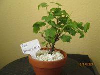 (  89  ) Prebonsai  rote Johannisbeere Berlin - Reinickendorf Vorschau