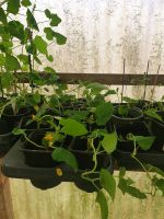 Tomaten und Gurken Pflanzen zu verkaufen Niedersachsen - Friesoythe Vorschau