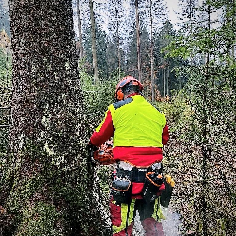 Baumfällung Zufäller Waldarbeiter Forstwirt in Neuenmarkt