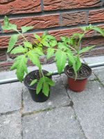 Tomaten Pflanzen Niedersachsen - Oldenburg Vorschau