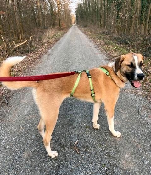 Abi - darfst ein bißchen mehr Hund sein? in Rheinstetten