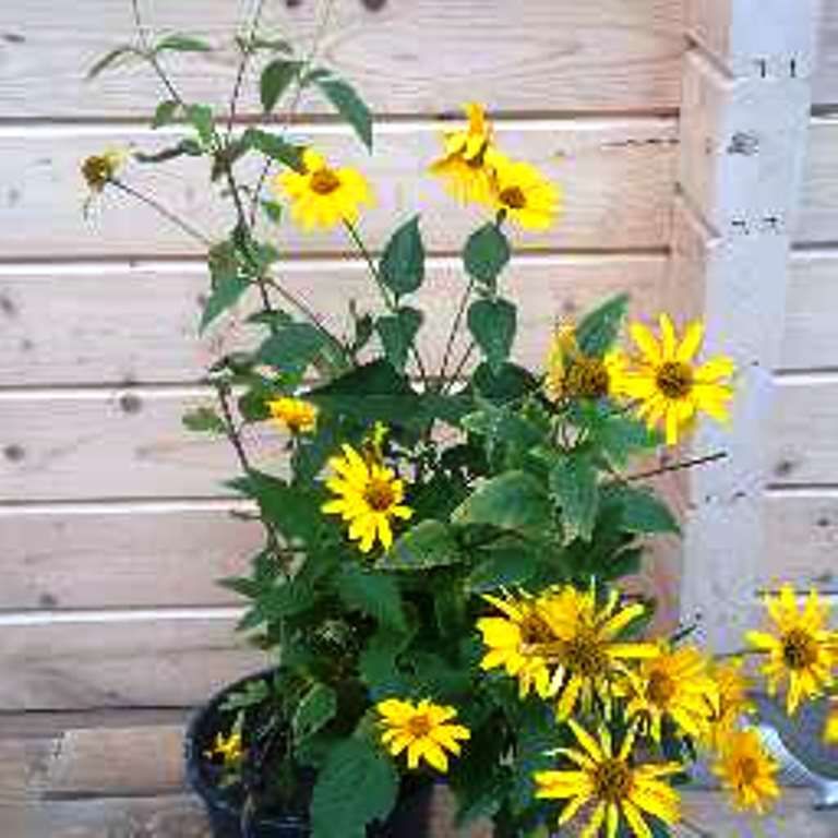 Wunderschön gelb leuchtende Stauden Blumen, gelbe Blumen in Berlin