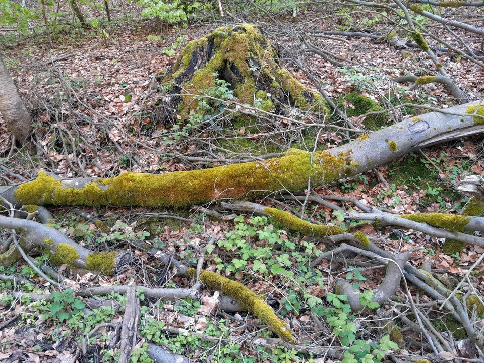 Brennholz für Selbstsäger in Minden