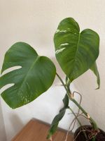 Eingetopfter Monstera Variegata Ableger mit Tontopf Köln - Lindenthal Vorschau