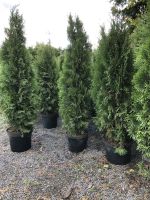 Thuja Smaragd Lebensbaum 110-130 cm - Hecke Baden-Württemberg - Obersulm Vorschau