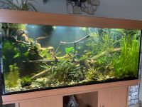 Aquarium 120x60x50 mit Besatz (auch einzeln) und Zubehör Sachsen - Flöha  Vorschau