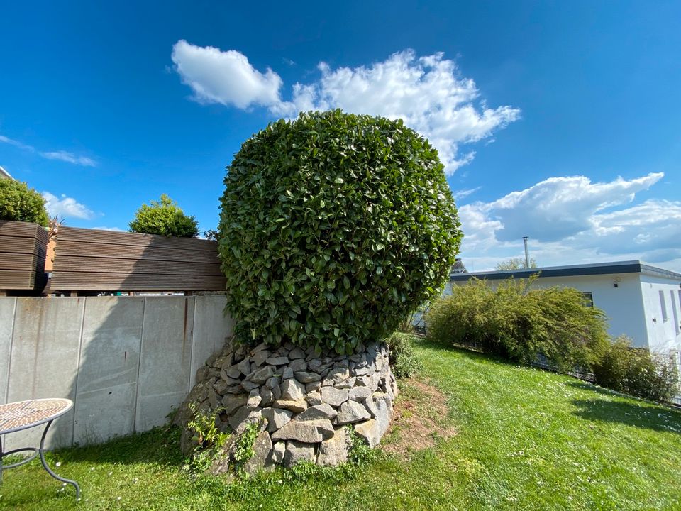 Gartenpflege Hausmeisterservice Heckenpflege in Wetzlar