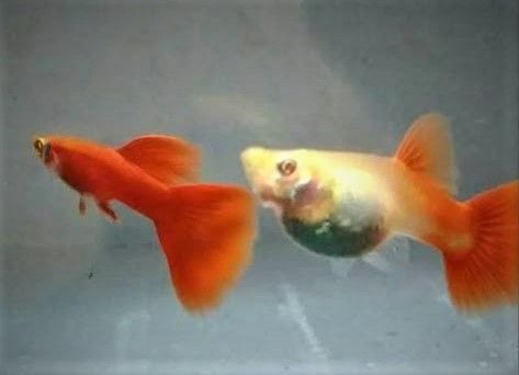 Guppy Moskau rot "Full Red" Top Tiere leuchtend rot 3€ in Wutha-Farnroda